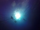 Hawaii Scuba divng 36