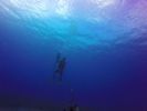 Hawaii Scuba divng 37