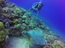 Hawaii Scuba divng 39