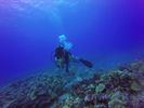 Hawaii Scuba divng 47