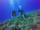 Hawaii Scuba divng 66