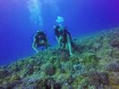 Hawaii Scuba divng 66