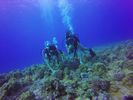 Hawaii Scuba divng 67