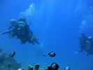 Hawaii Scuba divng 41