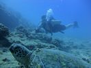 Hawaii Scuba divng 51