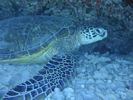 Hawaii Scuba divng 58