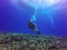 Hawaii Scuba divng 11