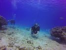 Hawaii Scuba divng 31