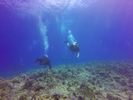 Hawaii Scuba divng 42