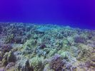 Hawaii Scuba divng 52