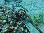 Hawaii Scuba divng 31