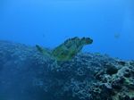 Hawaii Scuba divng 56