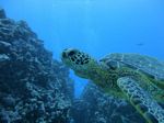 Hawaii Scuba divng 56