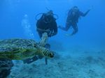 Hawaii Scuba divng 57