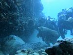 Hawaii Scuba divng 75