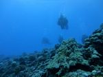 Hawaii Scuba divng 78