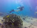 Hawaii Scuba divng 16