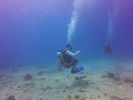 Hawaii Scuba divng 37