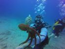 Hawaii Scuba divng 48