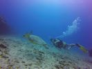 Hawaii Scuba divng 58