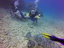 Hawaii Scuba divng 75