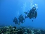 Hawaii Scuba divng 31