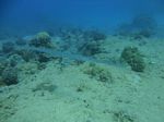 Hawaii Scuba divng 49