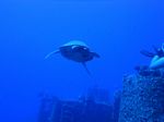 Hawaii Scuba divng 11