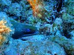 Hawaii Scuba divng 13