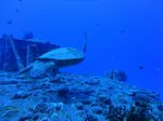 Hawaii Scuba divng 19