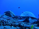 Hawaii Scuba divng 40