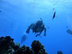 Hawaii Scuba divng 71