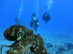 Hawaii Scuba divng 82