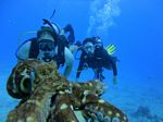 Hawaii Scuba divng 83