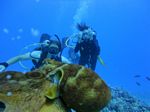 Hawaii Scuba divng 84