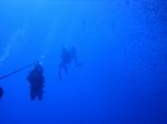 Hawaii Scuba divng 09