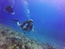 Hawaii Scuba divng 11