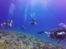 Hawaii Scuba divng 13