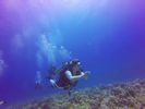 Hawaii Scuba divng 14