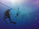 Hawaii Scuba divng 27