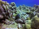 Hawaii Scuba divng 29