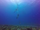 Hawaii Scuba divng 02