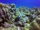 Hawaii Scuba divng 30