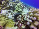 Hawaii Scuba divng 31