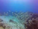 Hawaii Scuba divng 42