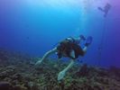 Hawaii Scuba divng 05