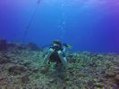 Hawaii Scuba divng 07