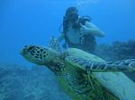 Hawaii Scuba divng 43