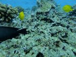 Hawaii Scuba divng 46