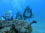 Hawaii Scuba divng 52